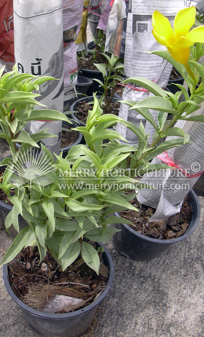 Allamanda oenotheaefolia Silver002